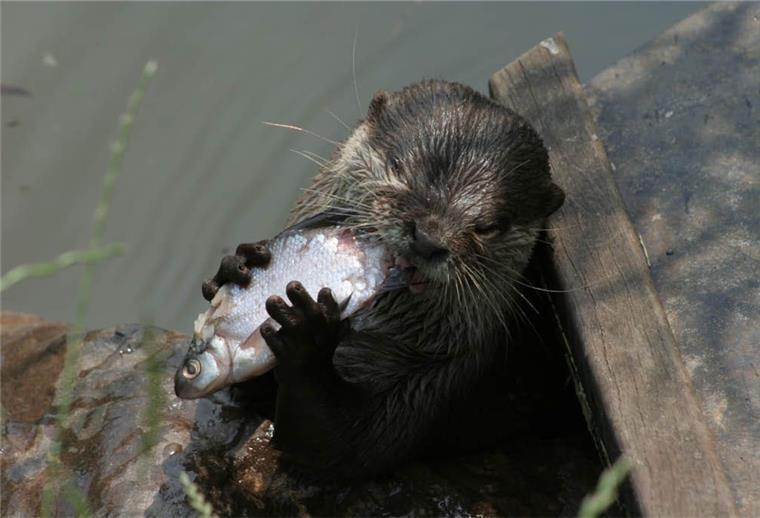 Im Tierpark Cux-Art sind auch Otter zu beobachten.