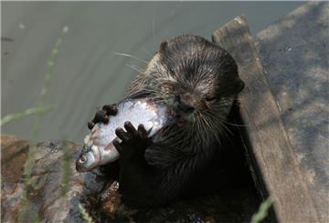 Im Tierpark Cux-Art sind auch Otter zu beobachten.