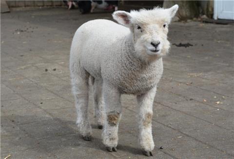 Ferkel