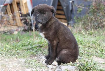 Ein junger Hund sitzt im Beykoz-Wald.
