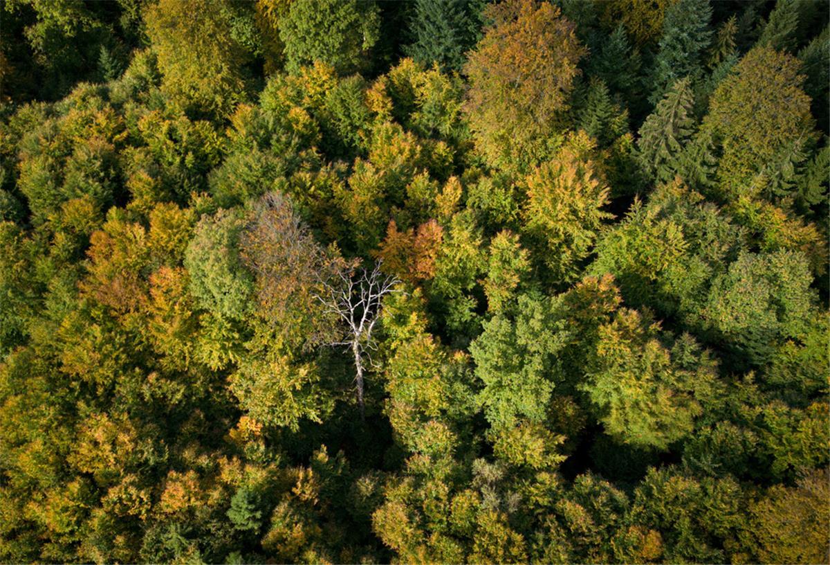 Ein einzelner abgestorbener Baum steht inmitten von herbstlich verfärbten Laubbäumen