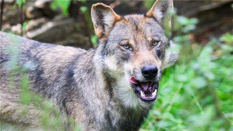 Niedersachsen für Erleichterung von Wolfsabschüssen Im vergangenen Jahr sind in Niedersachsen weniger Nutztiere von Wölfen gerissen worden. (Archivbild)