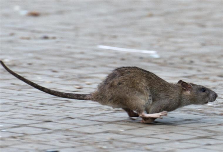 Immer mehr Ratten in Bremerhaven: So krass ist die Zahl der Meldungen gestiegen Eine Ratte rennt über eine gepflasterte Fläche.