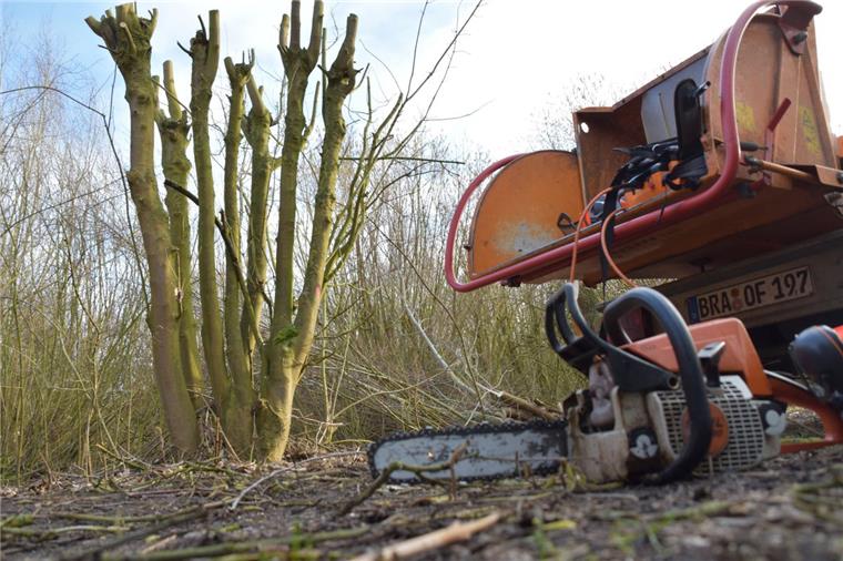 Deshalb werden am Nordenhamer Strand Bäume gestutzt Im Wald am Nordenhamer Strand hat der Rückschnitt von Bäumen begonnen.