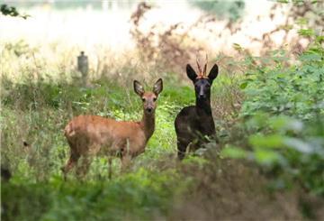  Zwei Rehe auf einem Waldweg in Verden-Eitze und blicken in Richtung Kamera. 