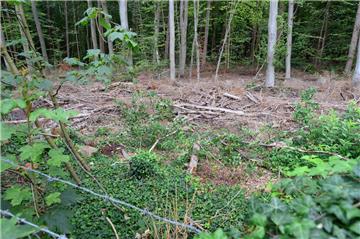 Im Wasserwerkswald Leherheide ist jede Menge ausgelichtetes Holz verstreut liegen geblieben. Spaziergänger können manche Wege nicht mehr nutzen.