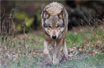 Im Watt vor Cuxhaven ist ein Tierkadaver entdeckt worden. Dabei könnte es sich um einen Wolf handeln.
