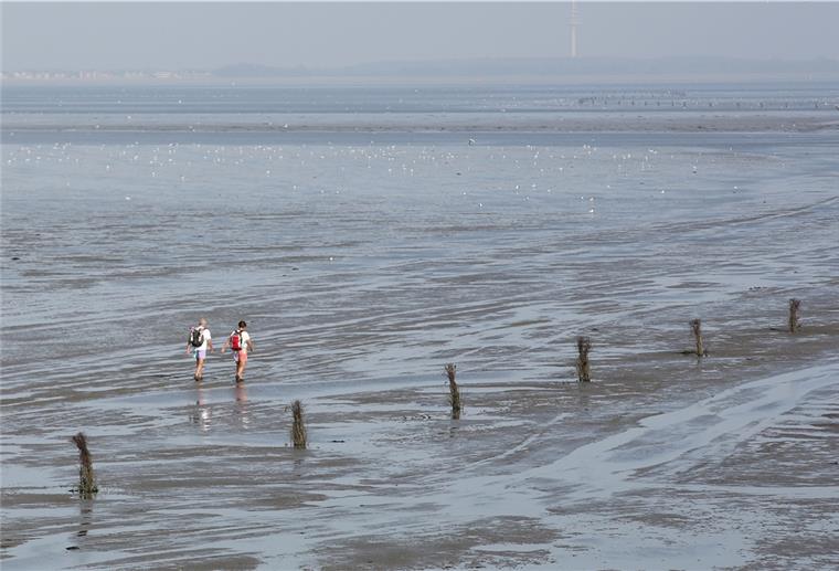 Im Watt vor Cuxhaven-Sahlenburg ist ein Pferd ertrunken.