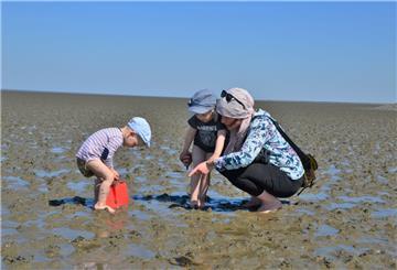 Im Wattenmeer gibt es viel zu entdecken. Das Nationalparkhaus Museum Fedderwardersiel bietet dorthin zahlreiche Führungen an.