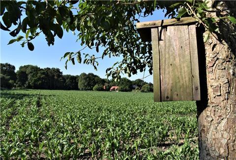Im Wiebusch: Wo heute noch Mais wächst und Vögel nisten, soll in Elmlohe bald ein neues Baugebiet entstehen.