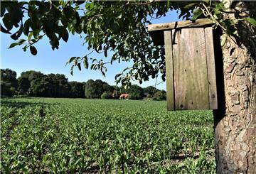Im Wiebusch: Wo heute noch Mais wächst und Vögel nisten, soll in Elmlohe bald ein neues Baugebiet entstehen.