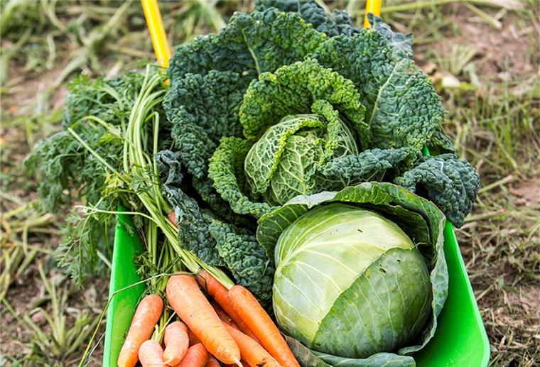 Gut ernährt mit regionalen Produkten Gemüse