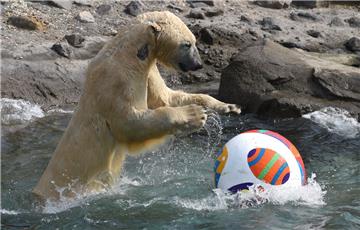 Im Zoo von Hannover tobt Eisbär Nanuq im Freigehege. Das Männchen wiegt um die 500 Kilogramm, und ist drei Meter groß. Mit seinen gigantischen Kräften drückt er seinen Ball unter Wasser, kräftige Eisbärenzähne und mächtige Pranken kommen zum Einsatz.