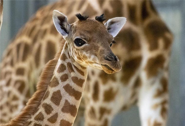 Eine Baby-Giraffe. Im Zoo von Paris ist ein Giraffenbaby geboren worden – schon wenige Tage nach der Geburt ist es so groß wie eine erwachsene Frau und bringt 44 Kilogramm auf die Waage.