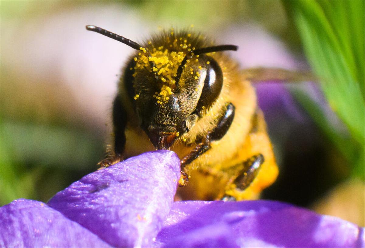 Niedersachsen will das Aussterben von Tieren und Pflanzen stoppen Eine mit Blütenstaub überzogene Biene sitzt an einem Krokus