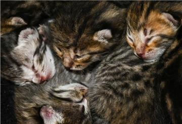 Katzenbabies