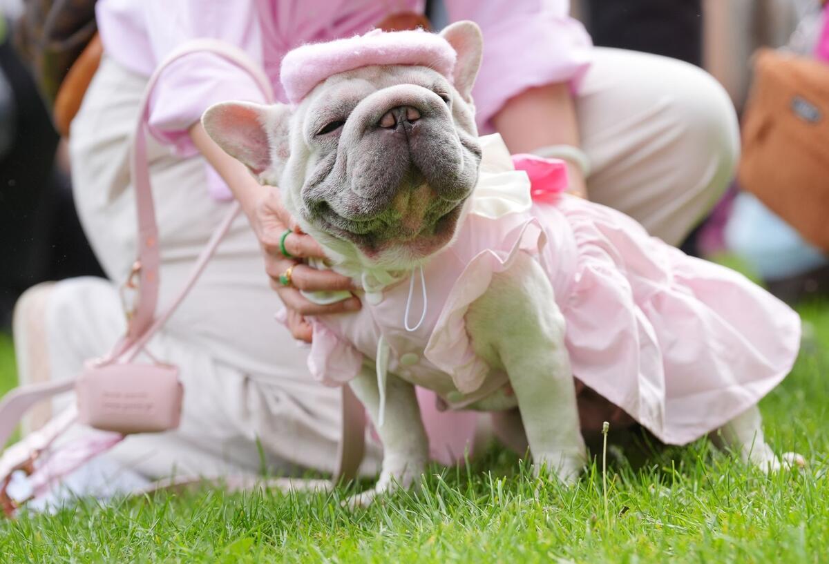 Die französische Bulldogge Charlotte holt bei der Greenwich Dog Show den zweiten Platz. Sie trägt rosa Kleidung.