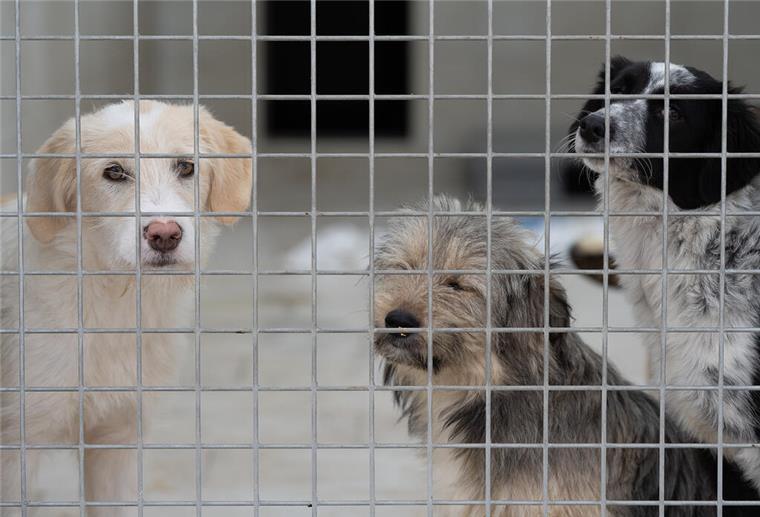 Junge Mischlingswelpen stehen in einem Gehege im Tierheim