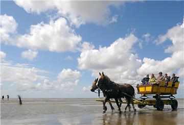Pferdewagen im Meer blauer Himmel