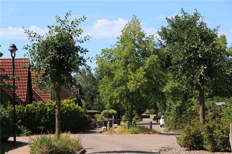 Immer wieder kommt es vor, dass Anwohner oder auch Besitzer von Bäumen mit schwerem Gerät anrücken und sich damit an öffentlichem Grün vergehen, wie hier an der Hermannstraße in Zeven.