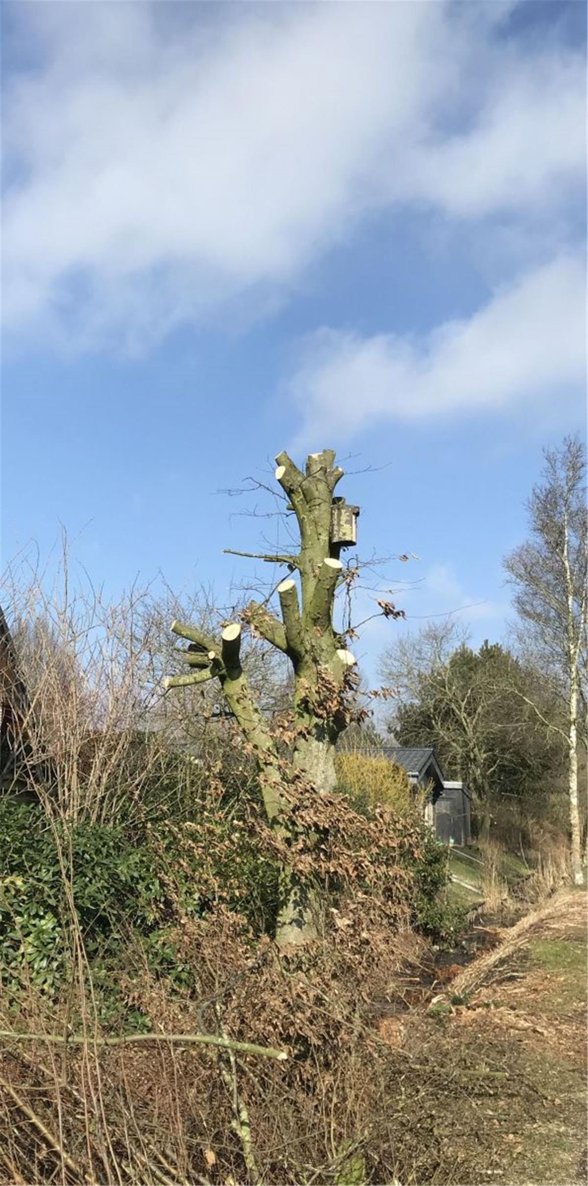 Immer wieder werden in Brake Bäume wie diese Hainbuche durch unerlaubte Schnittarbeiten beschädigt.