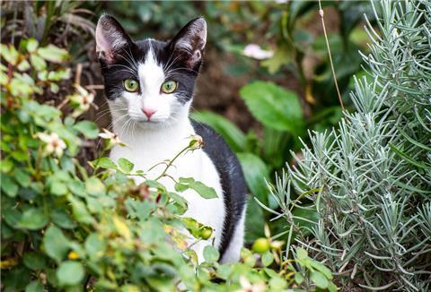 Eine Frau hält zwei Katzen im Arm und blickt in die Kamera.