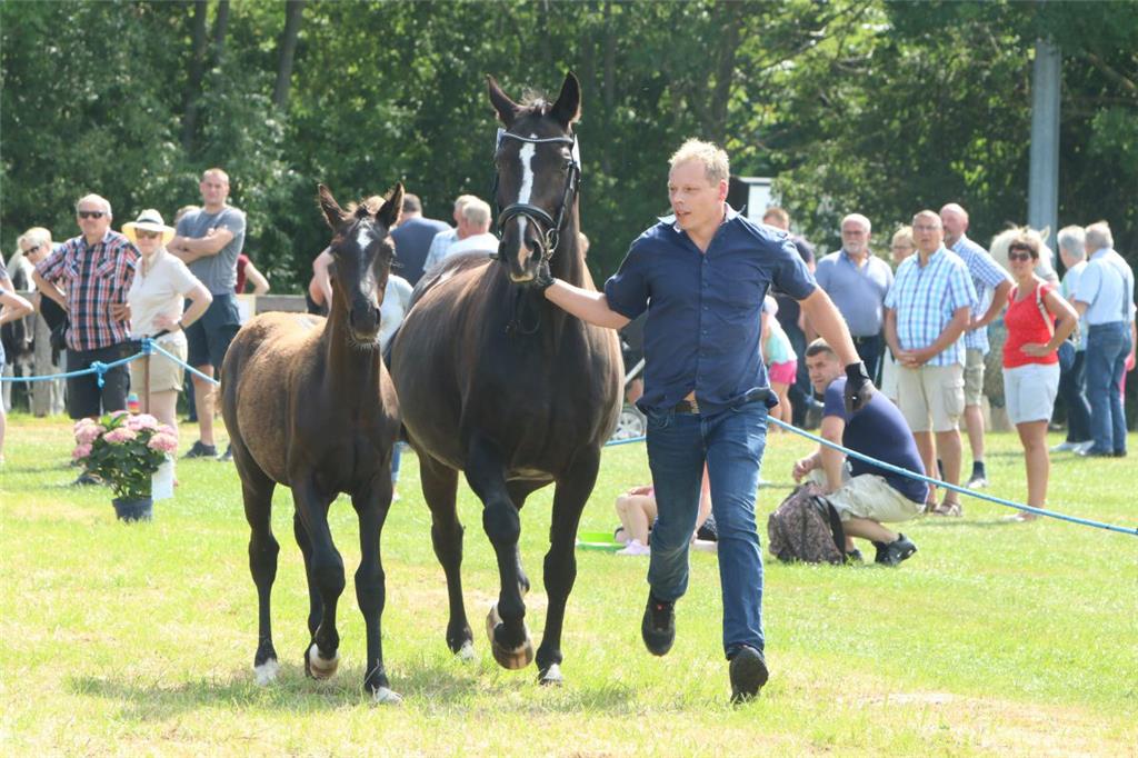 Impressionen der Tierschau 2019 in Stollhamm.