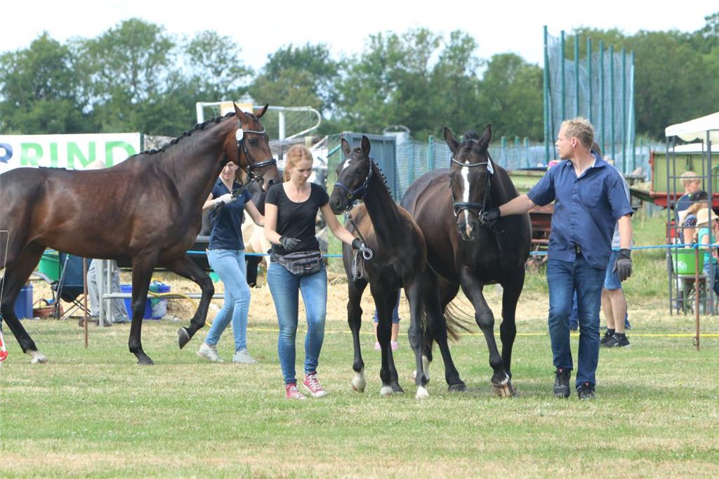 Impressionen der Tierschau 2019 in Stollhamm.