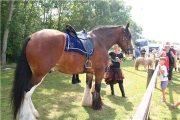 Impressionen der Tierschau 2019 in Stollhamm.