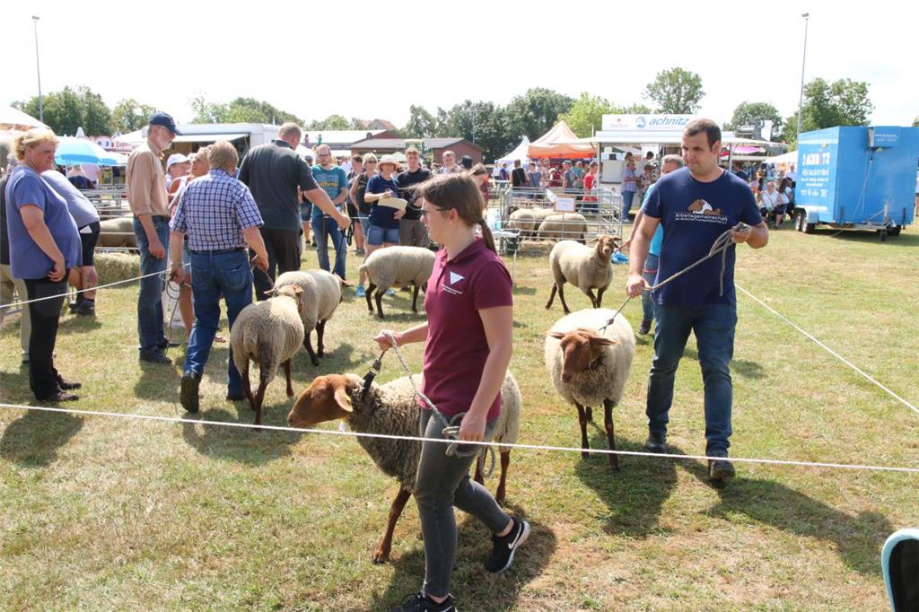Impressionen der Tierschau 2019 in Stollhamm.
