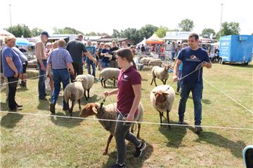 Impressionen der Tierschau 2019 in Stollhamm.