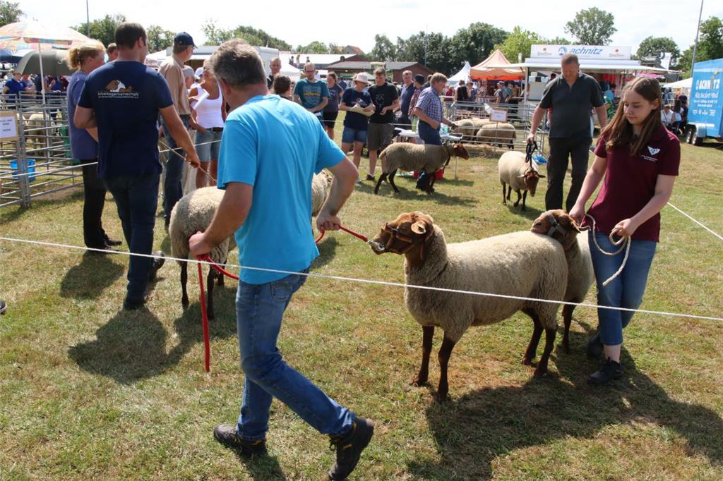 Impressionen der Tierschau 2019 in Stollhamm.