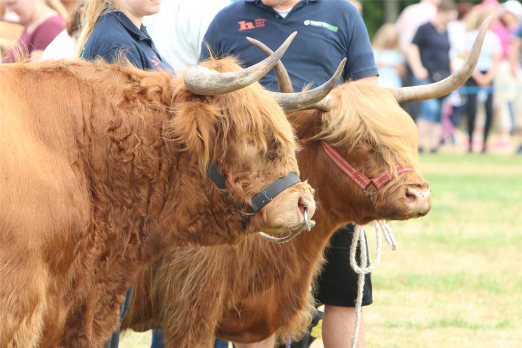 Impressionen der Tierschau 2019 in Stollhamm.