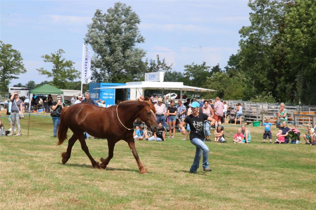 Impressionen der Tierschau 2019 in Stollhamm.