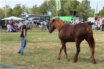 Impressionen der Tierschau 2019 in Stollhamm.