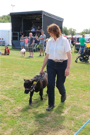 Impressionen der Tierschau 2019 in Stollhamm.
