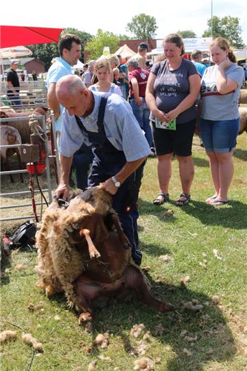 Impressionen der Tierschau 2019 in Stollhamm.