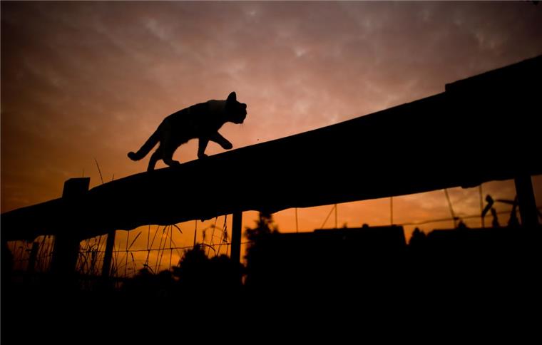 In 785 Städten und Gemeinden in Deutschland gibt es schon Kastrationsverordnungen. In der Samtgemeinde Tarmstedt setzt man auf Freiwilligkeit und auf finanzielle Anreize: Wer seinen Kater oder seine Katze kastrieren lässt, bekommt auf Antrag 25 beziehungsweise 40 Euro für die Operation erstattet.