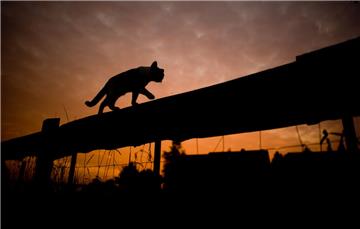 In 785 Städten und Gemeinden in Deutschland gibt es schon Kastrationsverordnungen. In der Samtgemeinde Tarmstedt setzt man auf Freiwilligkeit und auf finanzielle Anreize: Wer seinen Kater oder seine Katze kastrieren lässt, bekommt auf Antrag 25 beziehungsweise 40 Euro für die Operation erstattet.