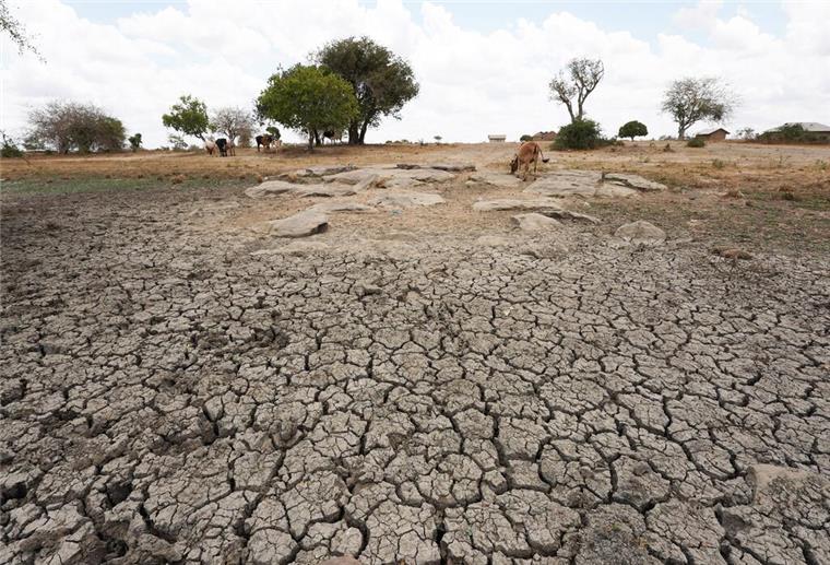 Dürre in Afrika