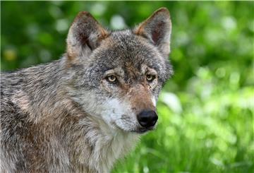 In Albstedt könnte ein Wolf Schafe gerissen haben.