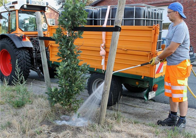 In aller Herrgottsfrühe ist Bauhof-Mitarbeiter Klaus Otten mit seinem „Tankzug“ ausgerückt und gibt den jungen Säuleneichen zwischen Fußweg und EVB-Bahnschiene am Nullmoor einen kräftigen Schluck aus dem Wassertank. Vor zwei Jahren wucherten an dieser Stelle noch hohe Birken ungezügelt in den Himmel.