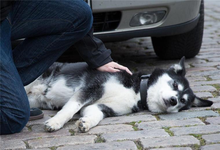 Hunde ohne Wasser und Nahrung: 59-Jähriger muss ins Gefängnis In Bad Iburg hat ein Mann 46 Hunde unter grausamen Bedingungen gehalten. Das Amtsgericht verurteilte ihn nun zu mehr als zwei Jahren Haft.