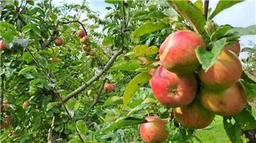 Äpfel hängen an Bäumen