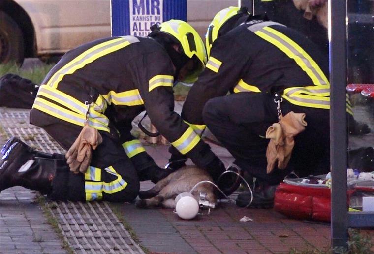 In Balje haben Behörden 75 Hunde und weitere Tiere aus katastrophaler Haltung befreit. Die Tierhalterin war völlig überfordert.