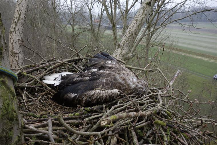 Nach Schuss auf Seeadler: Tatverdächtiger im Visier der Staatsanwaltschaft In Balje nahe der Grenze zum Kreis Cuxhaven wurde im Februar ein geschossener Seeadler entdeckt und geborgen. Ein Mitarbeiter des NABU-Artenschutzzentrums Leiferde hat den Vogel dann geborgen.