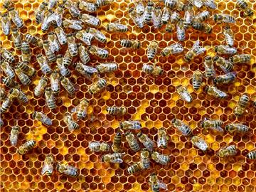 In Bremen sind am Wochenende Bienen gestohlen worden.