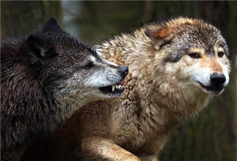 In Bremen wurden mehrere tote Schafe gefunden. Nun gilt es herauszufinden, ob ein Wolf dafür verantwortlich war.
