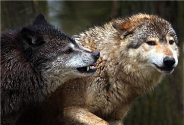 In Bremen wurden mehrere tote Schafe gefunden. Nun gilt es herauszufinden, ob ein Wolf dafür verantwortlich war.