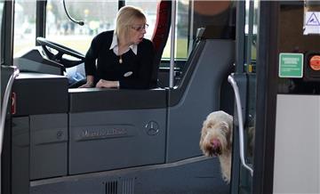 In Bremerhaven darf nicht jeder Hund kostenlos mit in den Bus genommen werden.